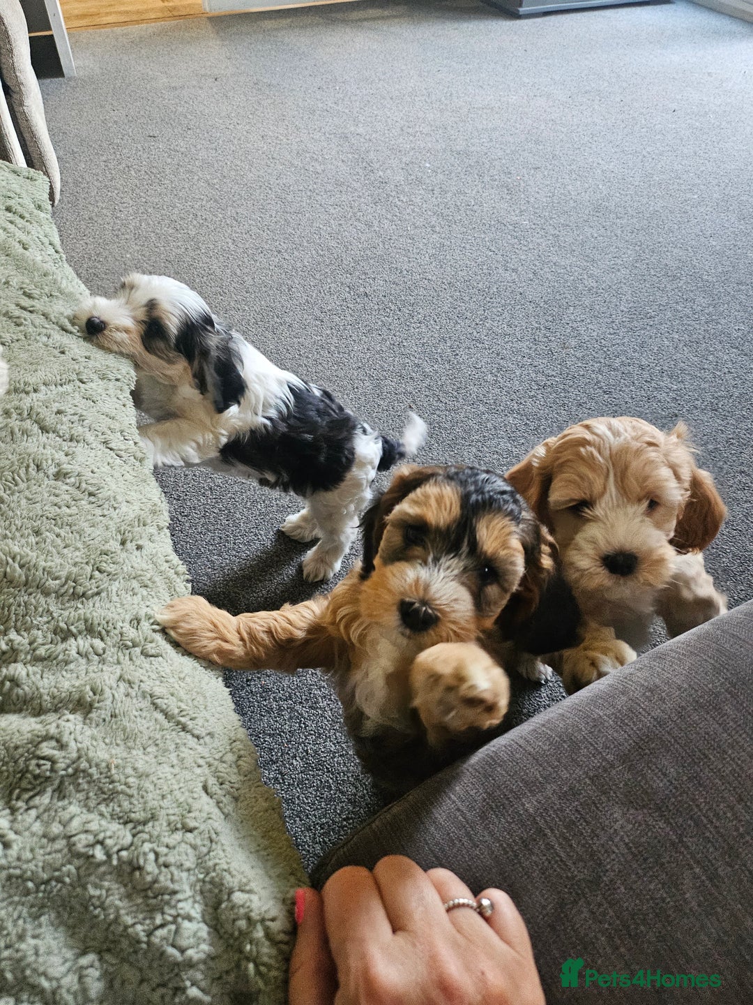 Cockapoo dogs for sale:  7 week old Cockapoos 2 girls ( both sold)  1 boy  - Image 18