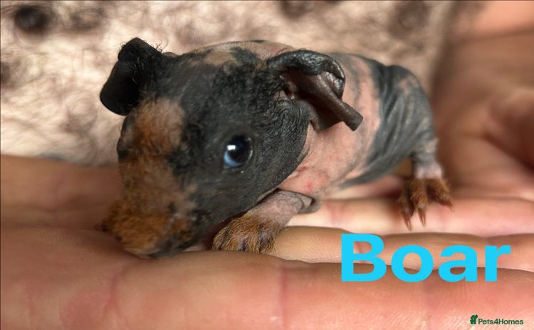 Guinea Pig rodents in Doncaster - Advert 3
