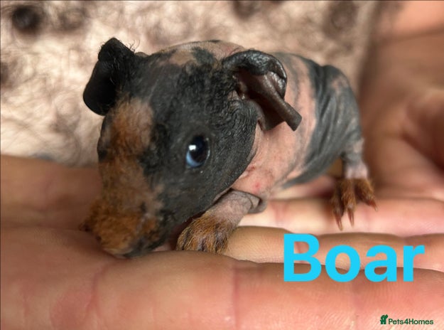 Guinea Pig rodents in Doncaster - Advert 3
