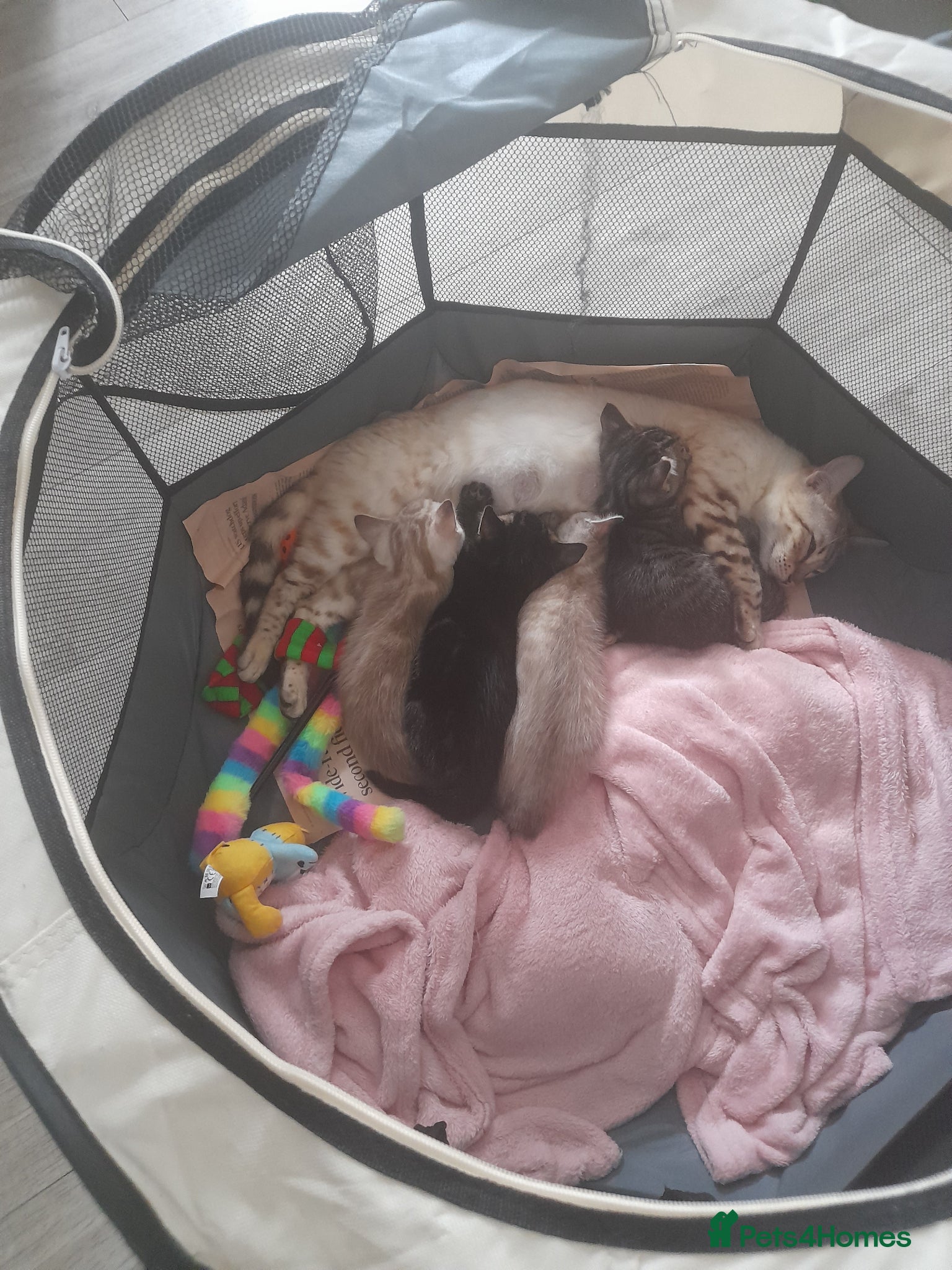 Bengal cats STUNNING BENGAL KITTENS - Advert 1