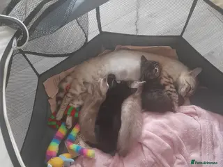 Bengal cats STUNNING BENGAL KITTENS - Advert 1