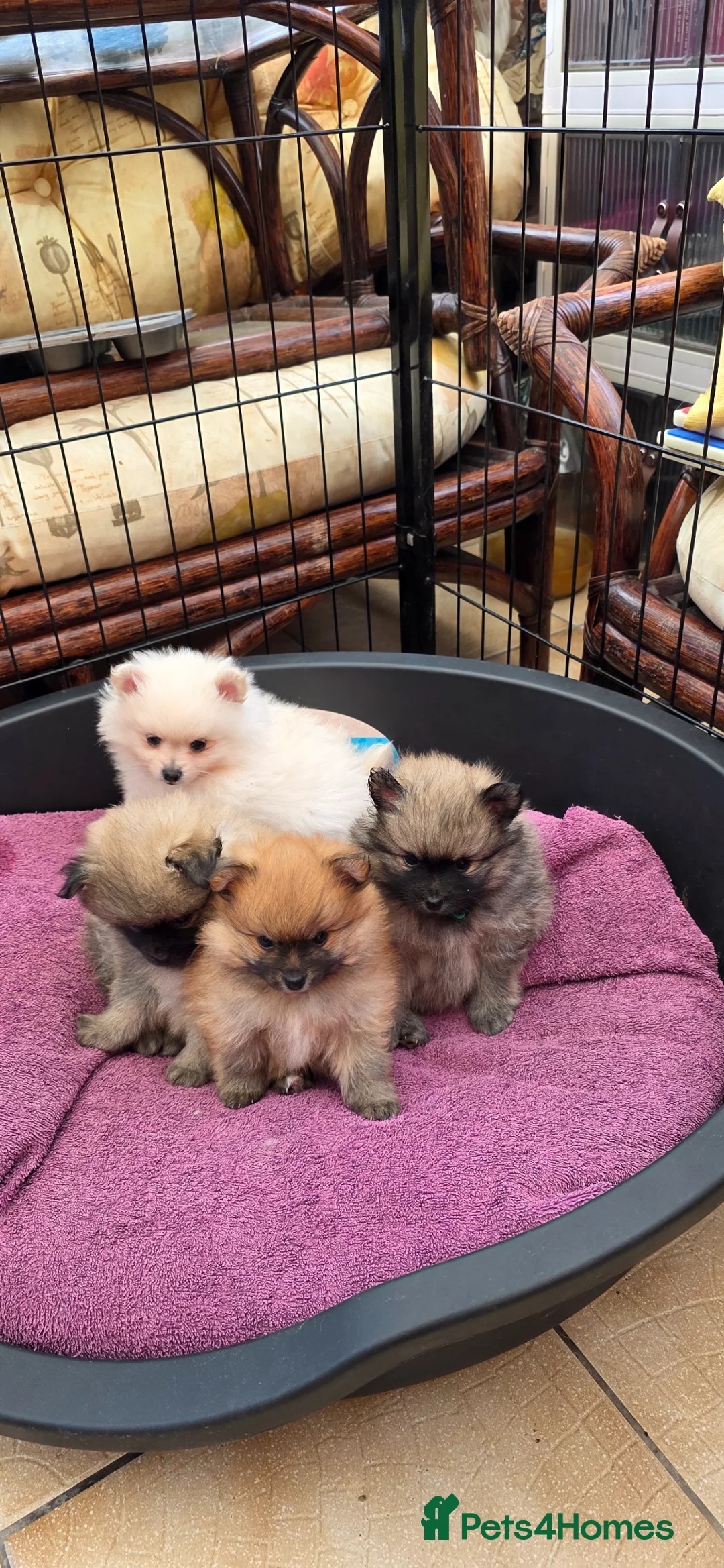 German Spitz dogs for sale: Beautiful german spitz - Advert 2