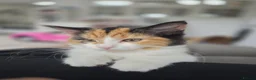 Mixed Breed cats for sale: 2 Beautiful Kittens for sale - Advert 2