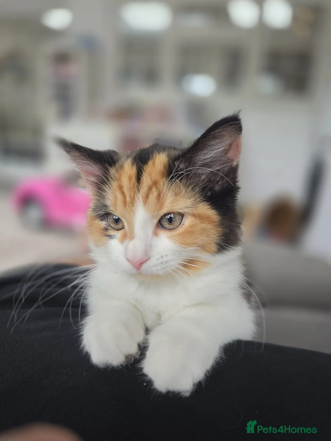 Mixed Breed cats for sale: 2 Beautiful Kittens for sale - Advert 2