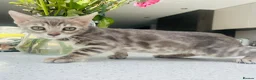 Bengal cats for sale: 3 Beautiful Blue Female TICA Reg Bengal kittens  - Advert 3