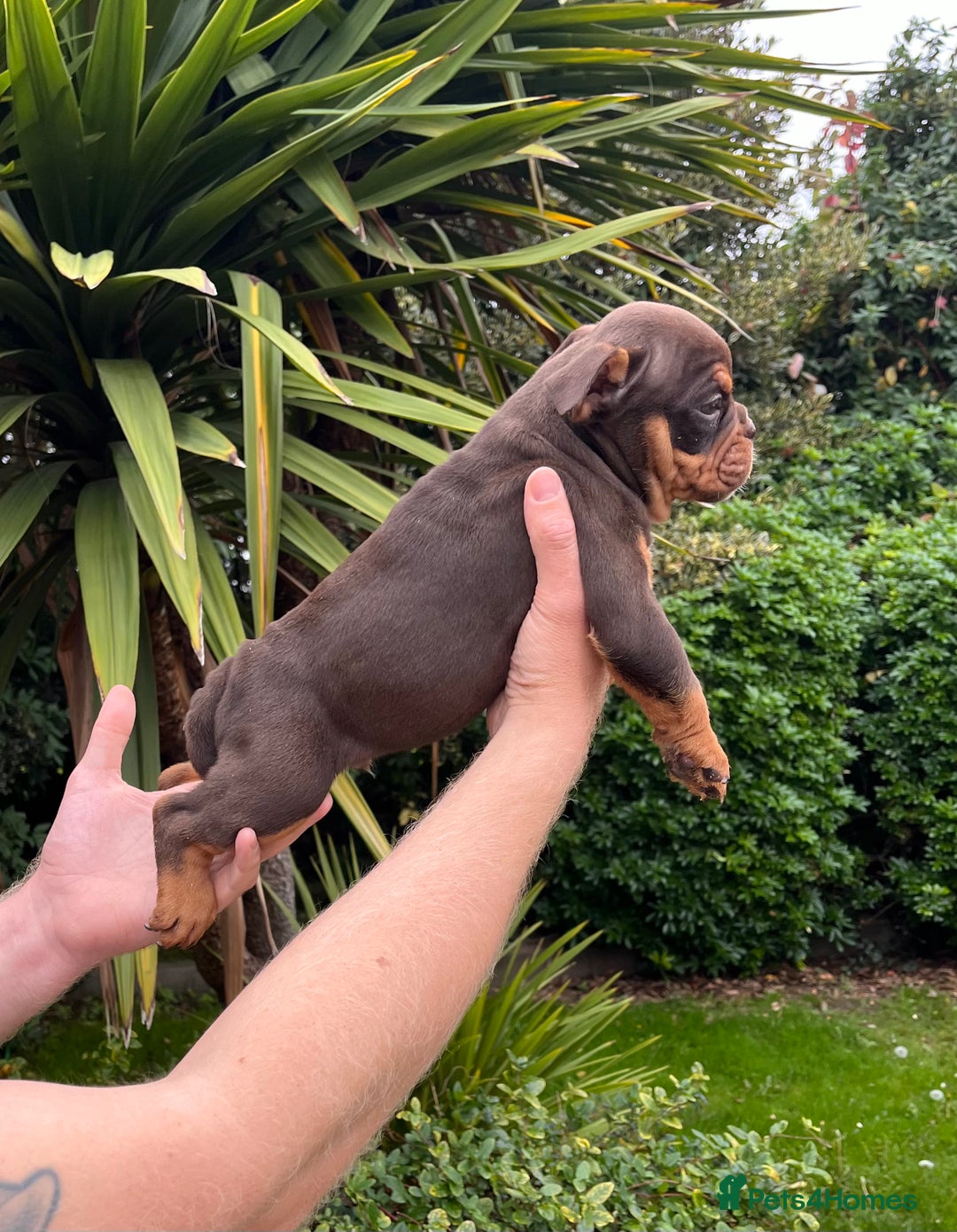 Olde English Bulldogge dogs for sale: RAINBOW OLD ENGLISH LITTER !!! - Image 6