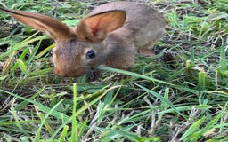 Belgian Hares rabbits for sale: Belgian hares  - Image 2