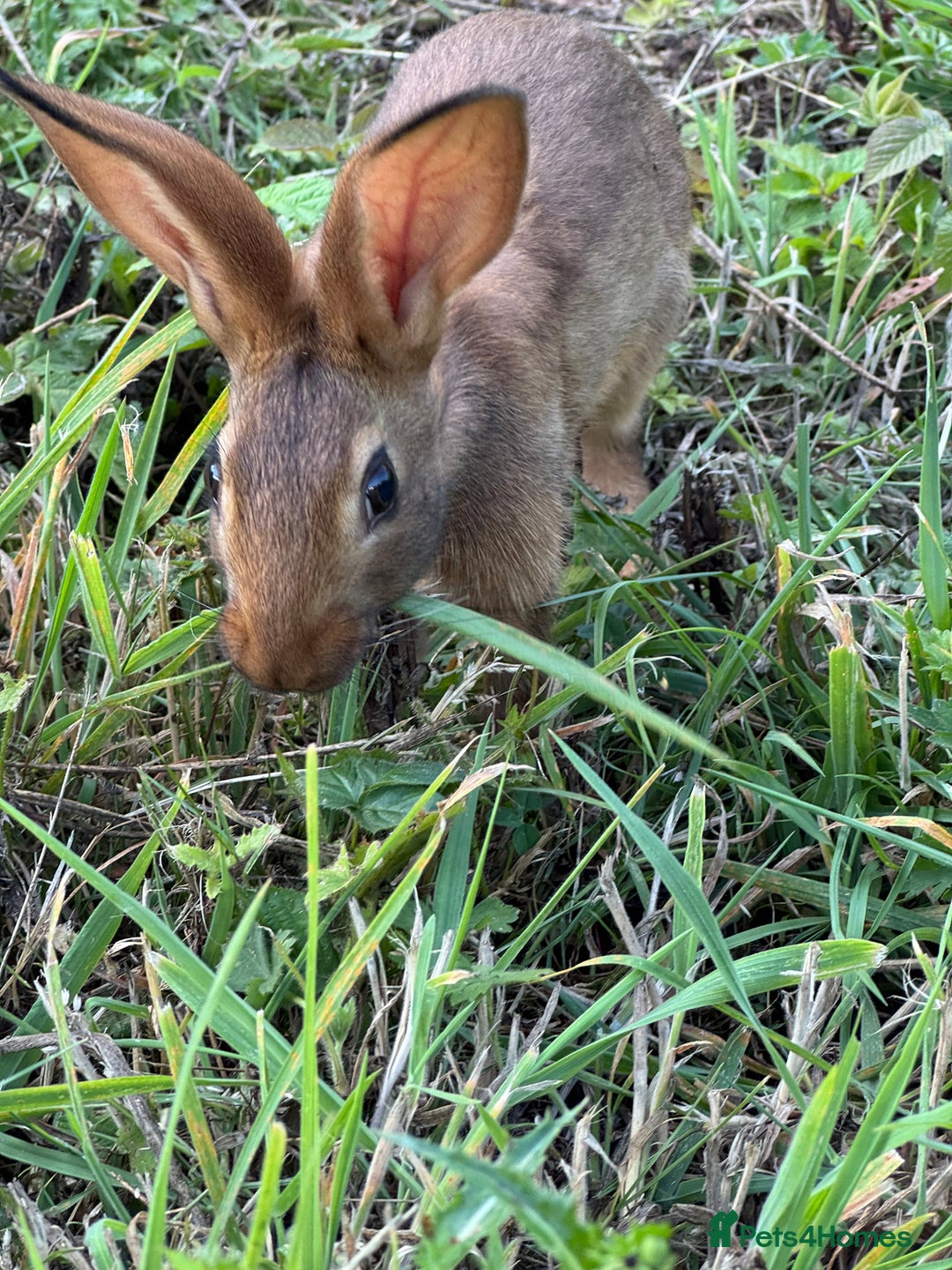 Belgian Hares rabbits for sale: Belgian hares  - Image 2