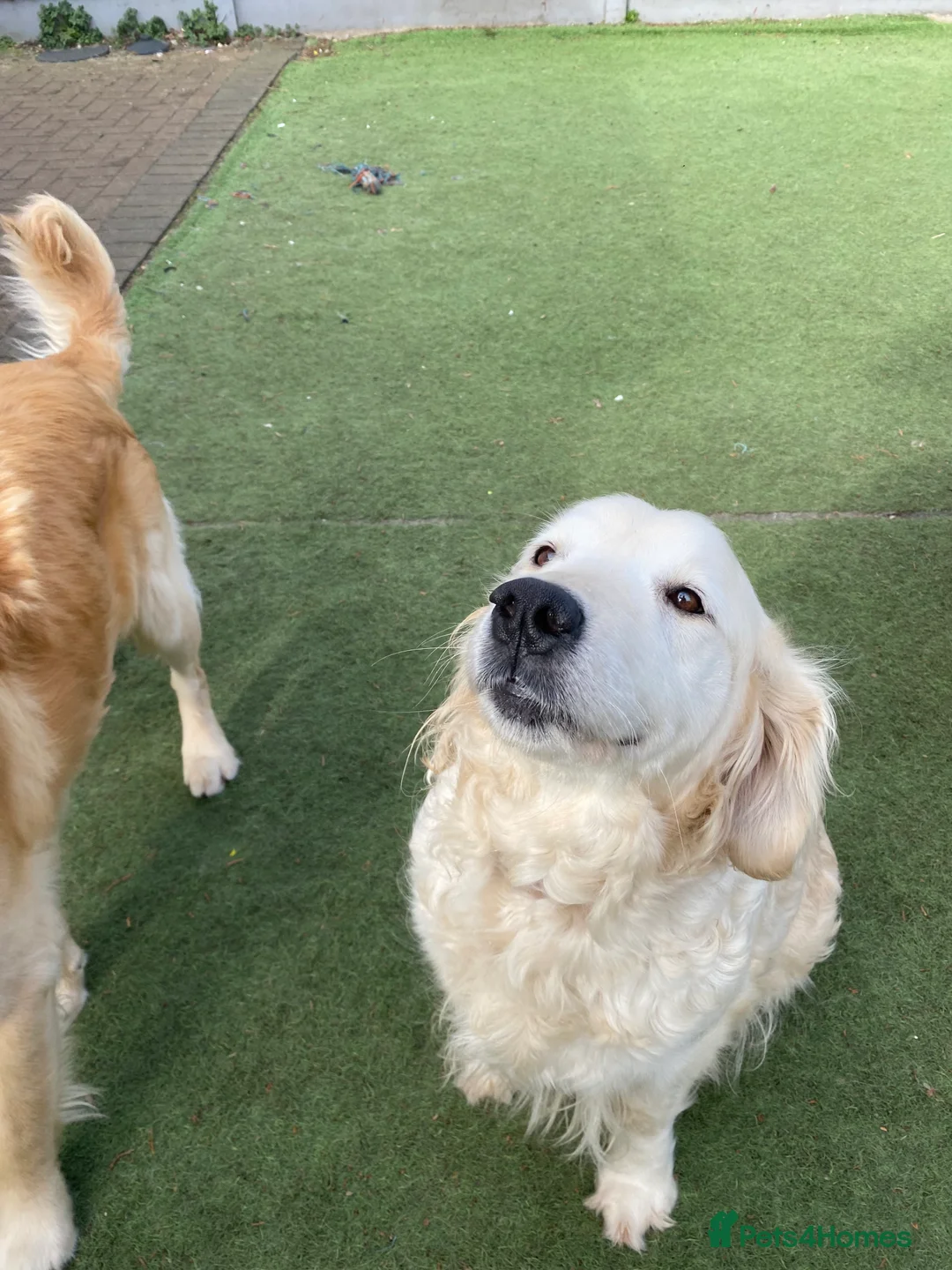 Golden Retriever dogs for sale: 💛🤍 5 Star ⭐️🐶 Golden Retriever Pups 🐶 🌟🤍💛 - Advert 10