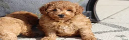 Cavapoochon dogs for sale: Cavapoochon puppies for sale Fox Red  - Advert 23