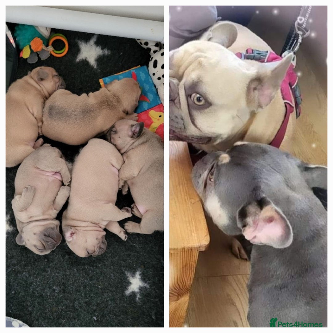 French Bulldog dogs for stud: Top Quality Stud RAMSGATE 🎯🎯 KC registered💣💣  in Ramsgate - Advert 13