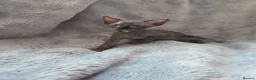 Sphynx cats for sale: Amazing DBE Sphynx kitten GCCF & TICA   - Advert 19