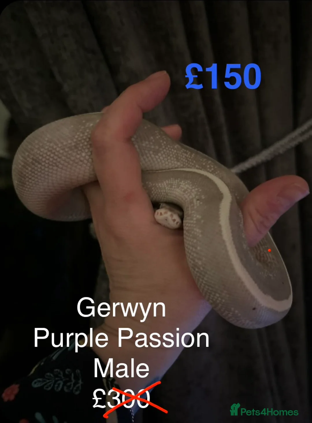 Python Snake reptiles for sale: Royal Pythons in Oldham - Advert 2