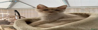 Maine Coon 2