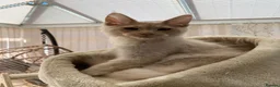 Maine Coon cats for sale: Monarch Maine coons kittens - Advert 7