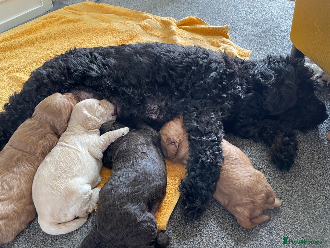 Cockapoo dogs for sale: Cockapoo pups  - Image 1