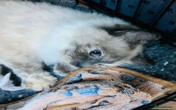 Ragdoll cats for sale: Stunning Ragdoll kittens  - Image 5