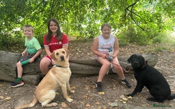 Labrador Retriever dogs for sale: Family bred Labradors ready October 28th  - Image 13