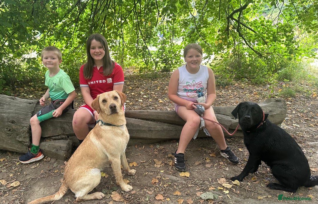Labrador Retriever dogs for sale: Family bred Labradors ready October 28th  - Image 13