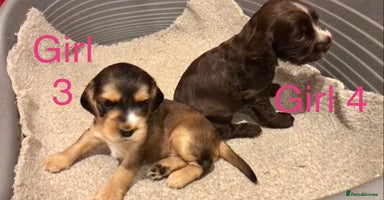 Cocker Spaniel dogs - Advert 2