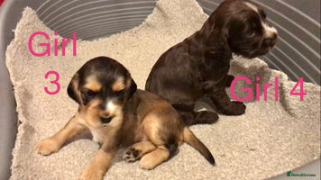 Cocker Spaniel dogs - Advert 4