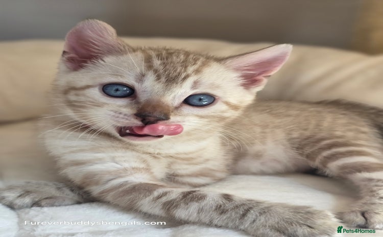 Bengal cats - Advert 6