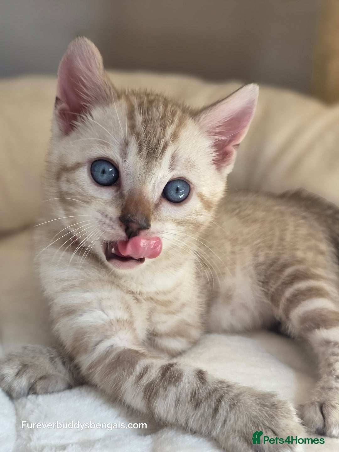 Bengal cats for sale: Gorgeous Pedigree Bengal Kittens  - Image 1
