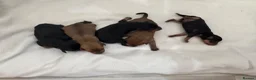 Miniature Pinscher dogs for sale: Miniature Doberman Pinscher Puppies  - Advert 4