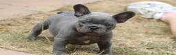 French Bulldog dogs for sale: French bulldog frenchies pups - Advert 17