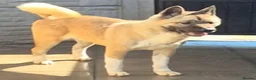 Akita dogs for sale: FEMALE AMERICAN AKITA - Advert 1