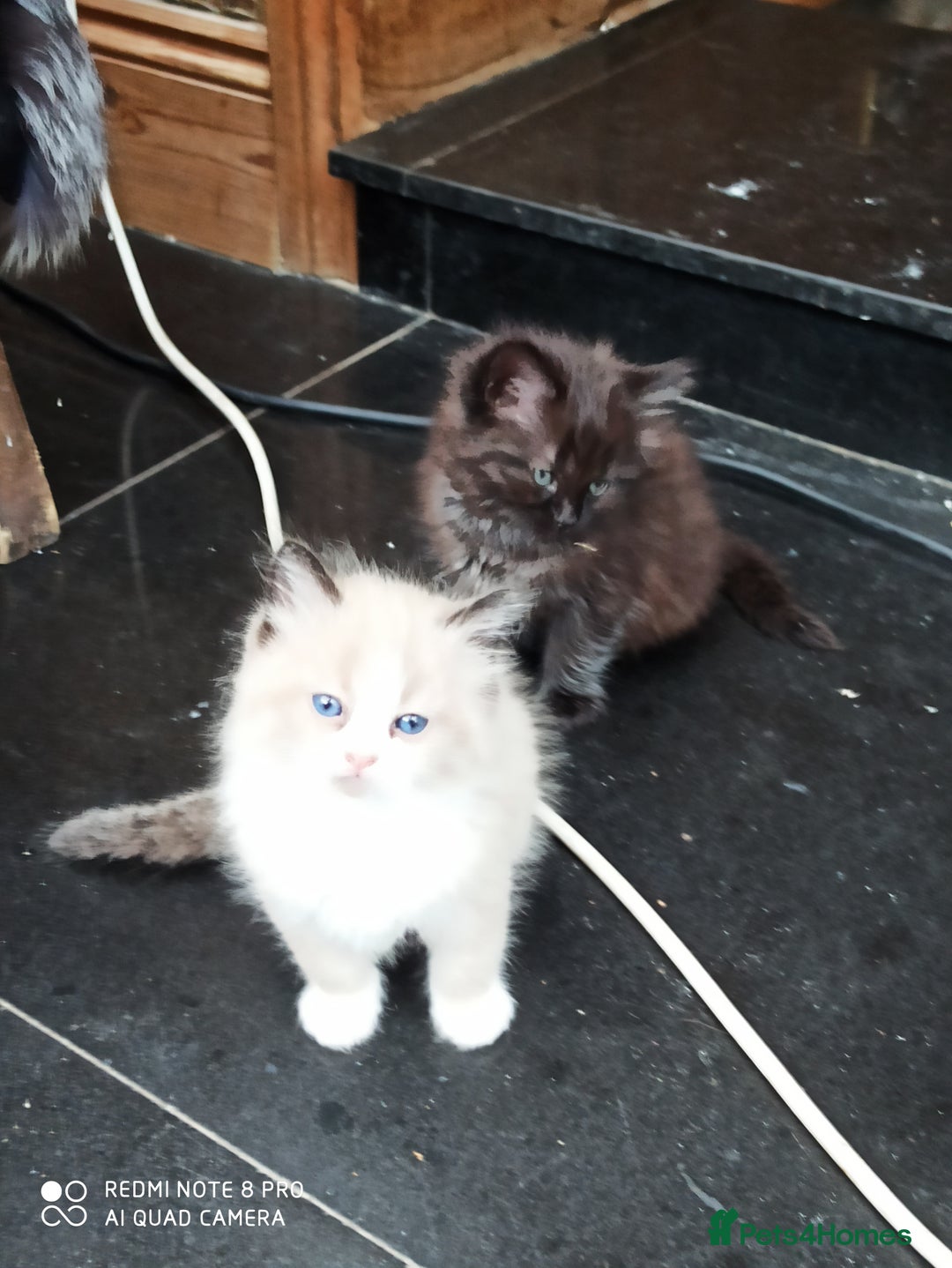 Siberian cats for sale: #4 lovely Siberian male kittens  - Image 9