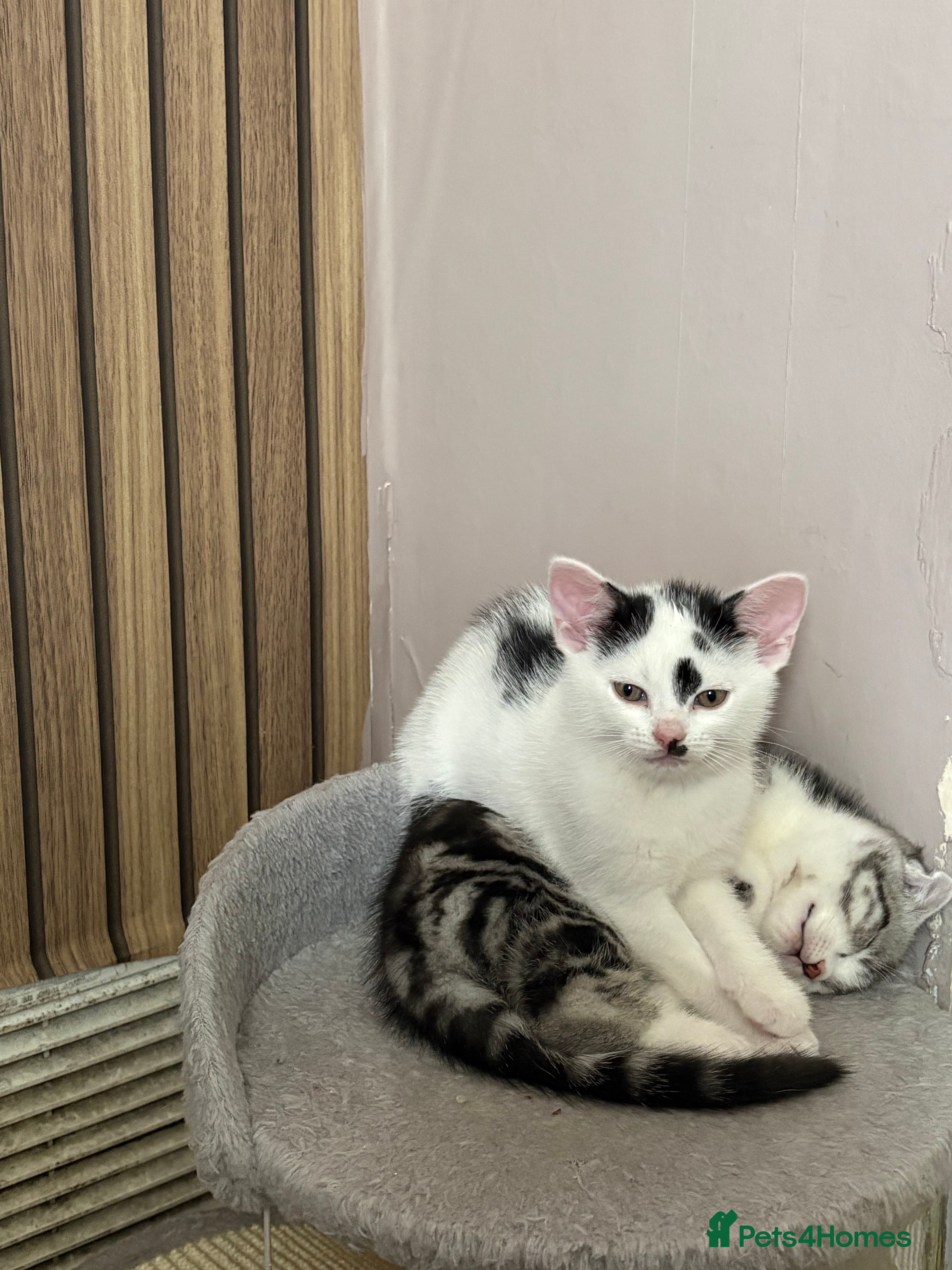 Scottish Fold cats 1 Beautiful ScottishFold Female Up Ears - Advert 6