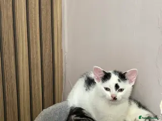 Scottish Fold cats 1 Beautiful ScottishFold Female Up Ears - Advert 6