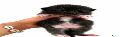 Mixed Breed 2