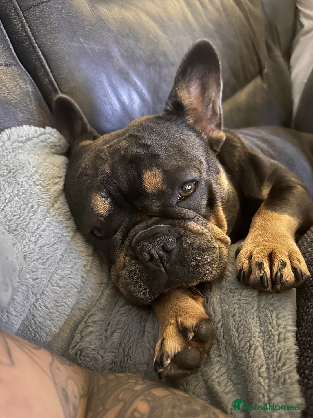 French Bulldog dogs for sale: Loving French Bulldog Seeking, Experienced Home - Advert 6
