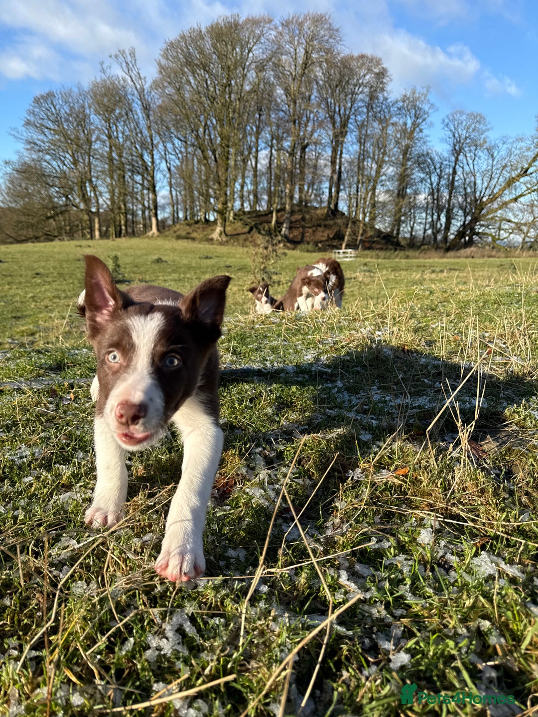 Border Collie dogs for sale: Red & White Border Collie Puppies - Advert 5