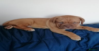 Dogue De Bordeaux dogs - Advert 12