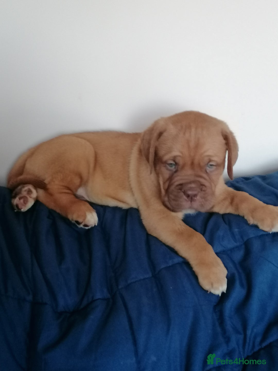 Dogue De Bordeaux dogs for sale: Gorgeous DOUGUE Babies - Image 3