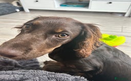 Cocker Spaniel dogs for sale:   Gorgeous working cocker spaniel for sale  - Image 2