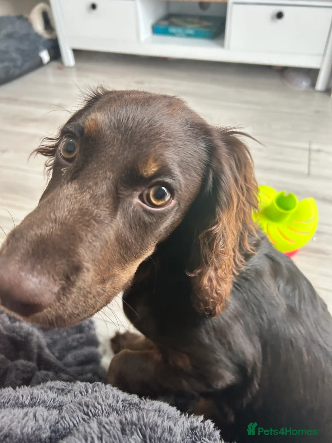 Cocker Spaniel dogs for sale:   Gorgeous working cocker spaniel for sale  - Advert 2
