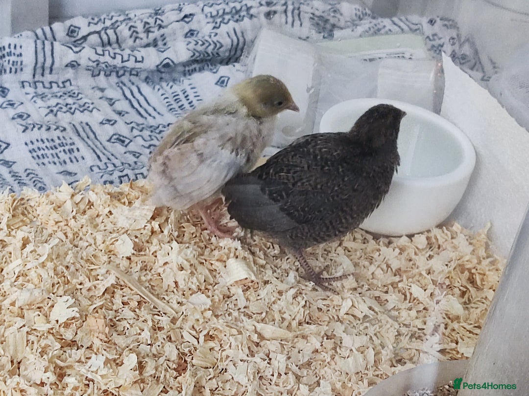 Quail poultry for sale: Chinese button quail pair - Image 2