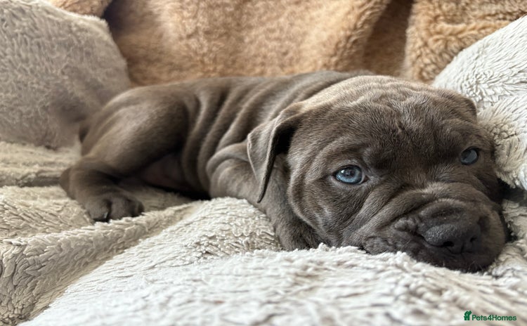 Olde English Bulldogge dogs - Advert 1