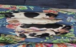 Cavalier King Charles Spaniel dogs for sale: KC REG CAVALIER KING CHARLES SPANIEL PUPPIES - Image 4