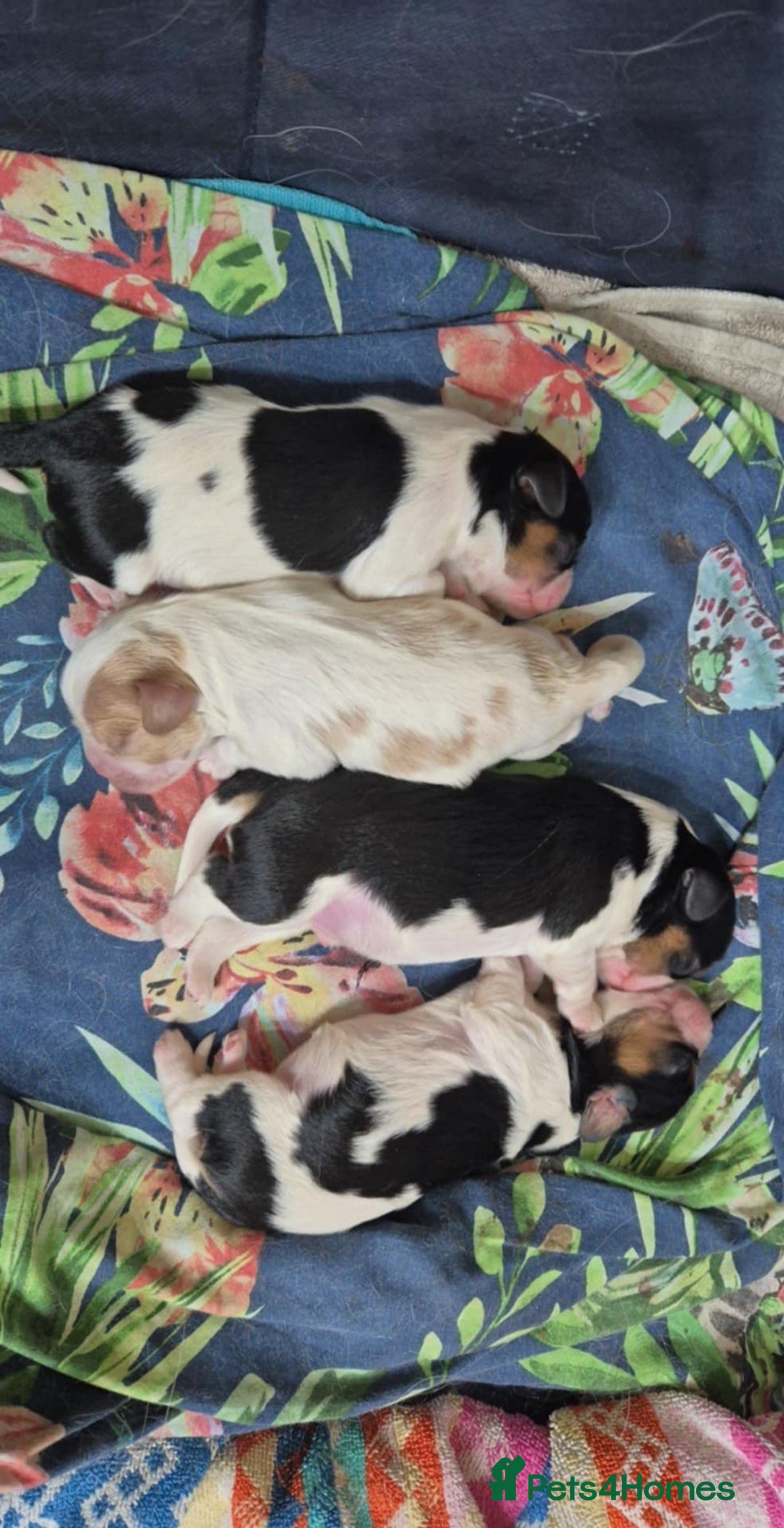Cavalier King Charles Spaniel dogs for sale: KC REG CAVALIER KING CHARLES SPANIEL PUPPIES - Image 4