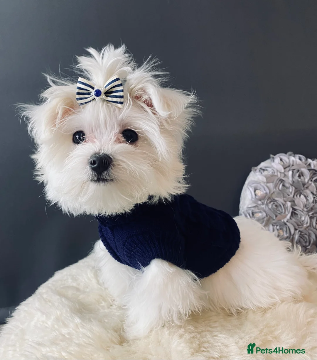 Maltese dogs for sale: ✨ Outstanding KC korean Maltese Puppies ✨ - Advert 24