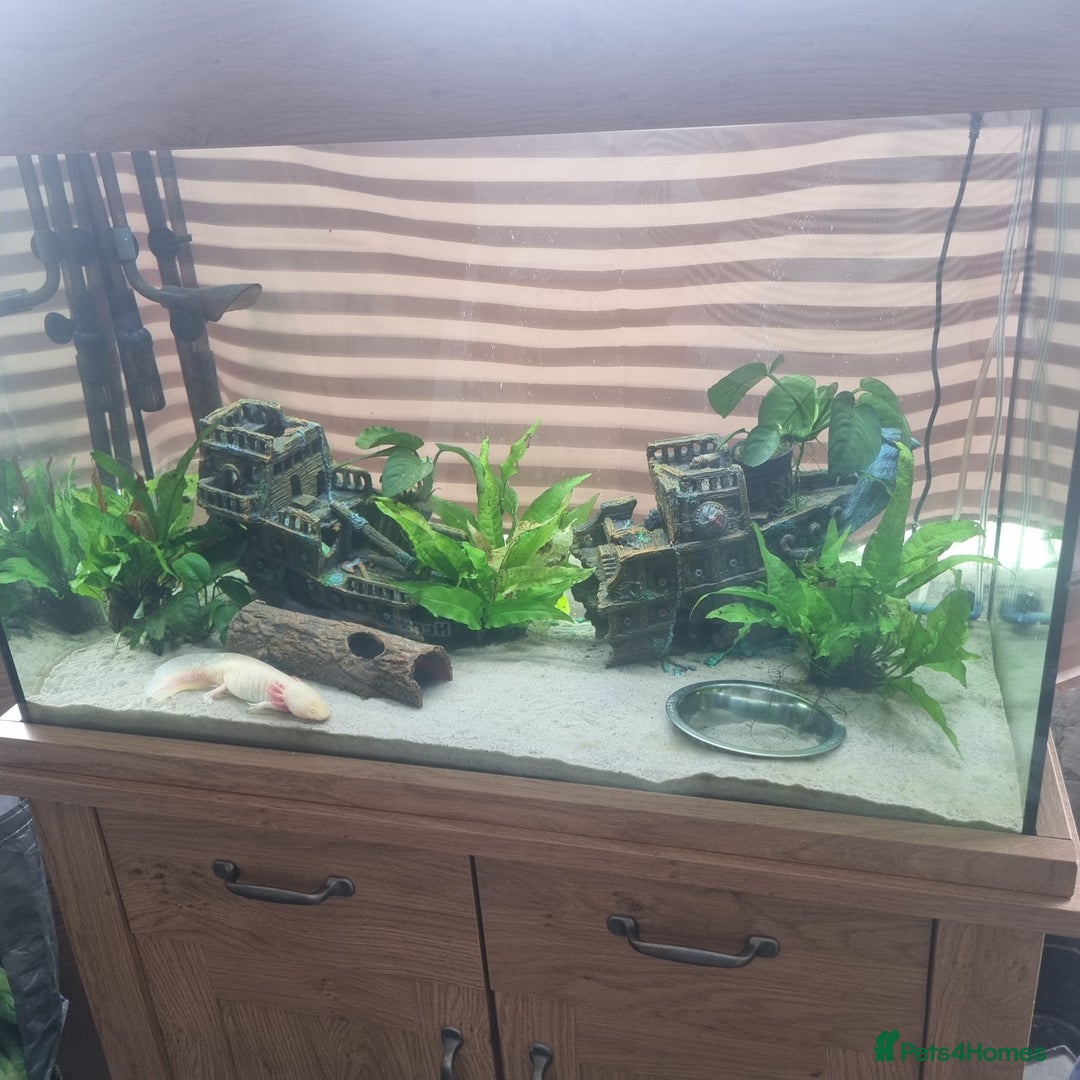 Axolotl reptiles for sale: For Rehoming: 5yr Female Golden Albino Axylotyl - Advert 4