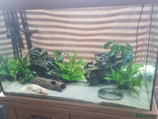 Axolotl reptiles For Rehoming: 5yr Female Golden Albino Axylotyl - Advert 1