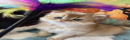 British Shorthair cats for sale: Lovely golden BSH & BLH kittens - Advert 33
