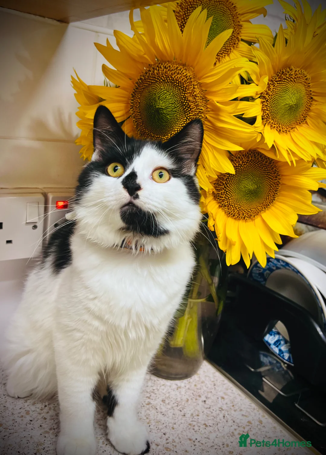 British Longhair cats for sale: Male cat up for rehoming  in Grays - Advert 2