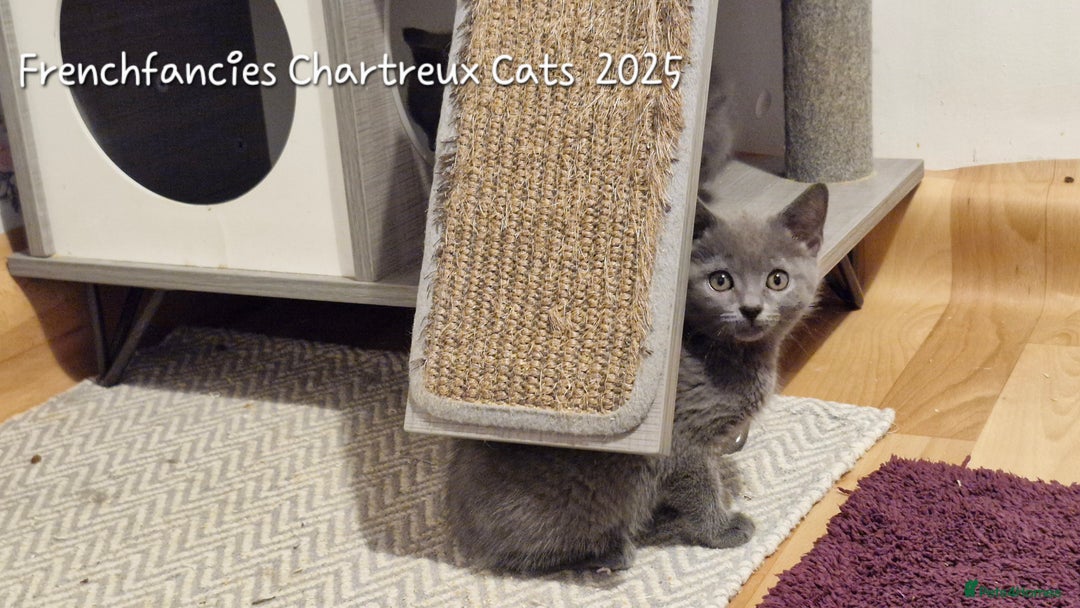 Chartreux cats for sale: Chartreux sisters  - Image 8
